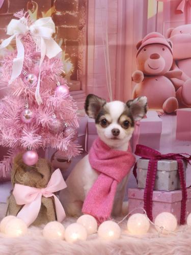 20241223トキくん